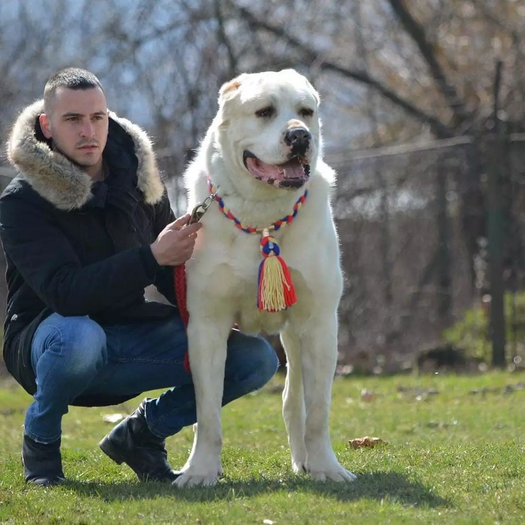 تربیت Alabaya: گھر میں ایک کتے کو درست طریقے سے کیسے لانے کے لئے؟ تحفظ کے لئے ٹریننگ کتے کی خصوصیات. وسطی ایشیا ڈاگ ٹریننگ گائیڈ 23154_24