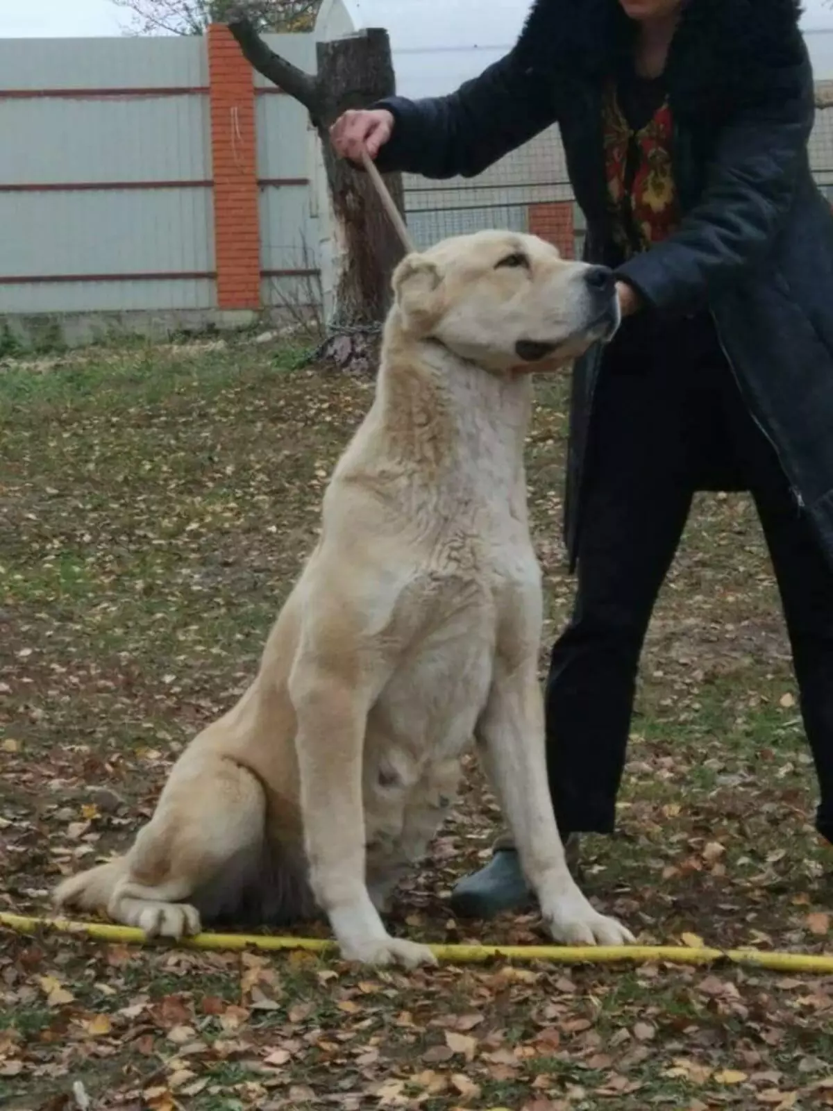 تربیت Alabaya: گھر میں ایک کتے کو درست طریقے سے کیسے لانے کے لئے؟ تحفظ کے لئے ٹریننگ کتے کی خصوصیات. وسطی ایشیا ڈاگ ٹریننگ گائیڈ 23154_3
