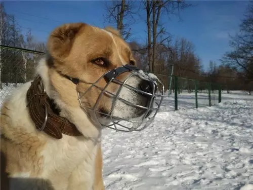 Oiliúint Alabaya: Conas a thabhairt suas i gceart suas le puppy sa bhaile? Gnéithe de mhadra oiliúna le haghaidh cosanta. Treoir Oiliúna Madraí Láir na hÁise 23154_8