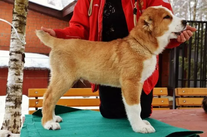 Oiliúint Alabaya: Conas a thabhairt suas i gceart suas le puppy sa bhaile? Gnéithe de mhadra oiliúna le haghaidh cosanta. Treoir Oiliúna Madraí Láir na hÁise 23154_9