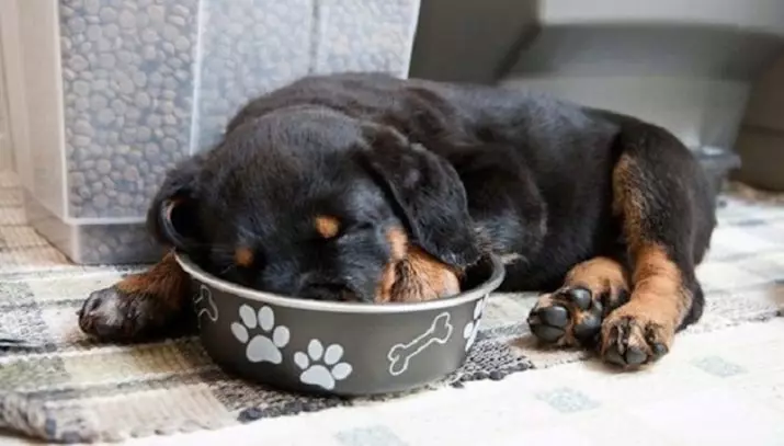 چگونه بسیاری از Rottweilers زندگی می کنند؟ میانگین امید به زندگی سگ ها در خانه. چگونه آن را گسترش دهید؟ 23162_14