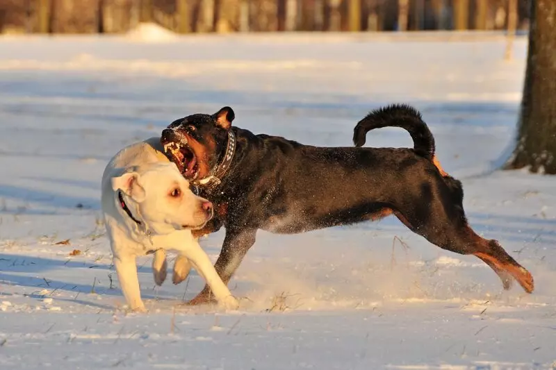 Fehér Rottweiler (13 fotók): Albino kutyák leírása, a tartalom szabályai 23163_2