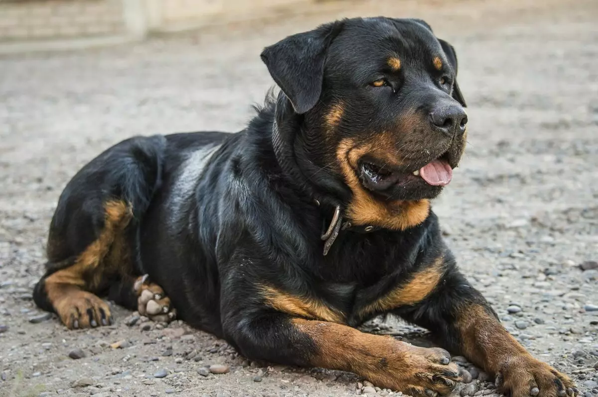 Fehér Rottweiler (13 fotók): Albino kutyák leírása, a tartalom szabályai 23163_3