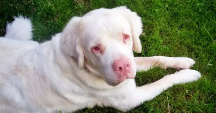 White Rottweiler (13 mga larawan): Paglalarawan ng albino dogs, tuntunin para sa kanilang nilalaman 23163_4