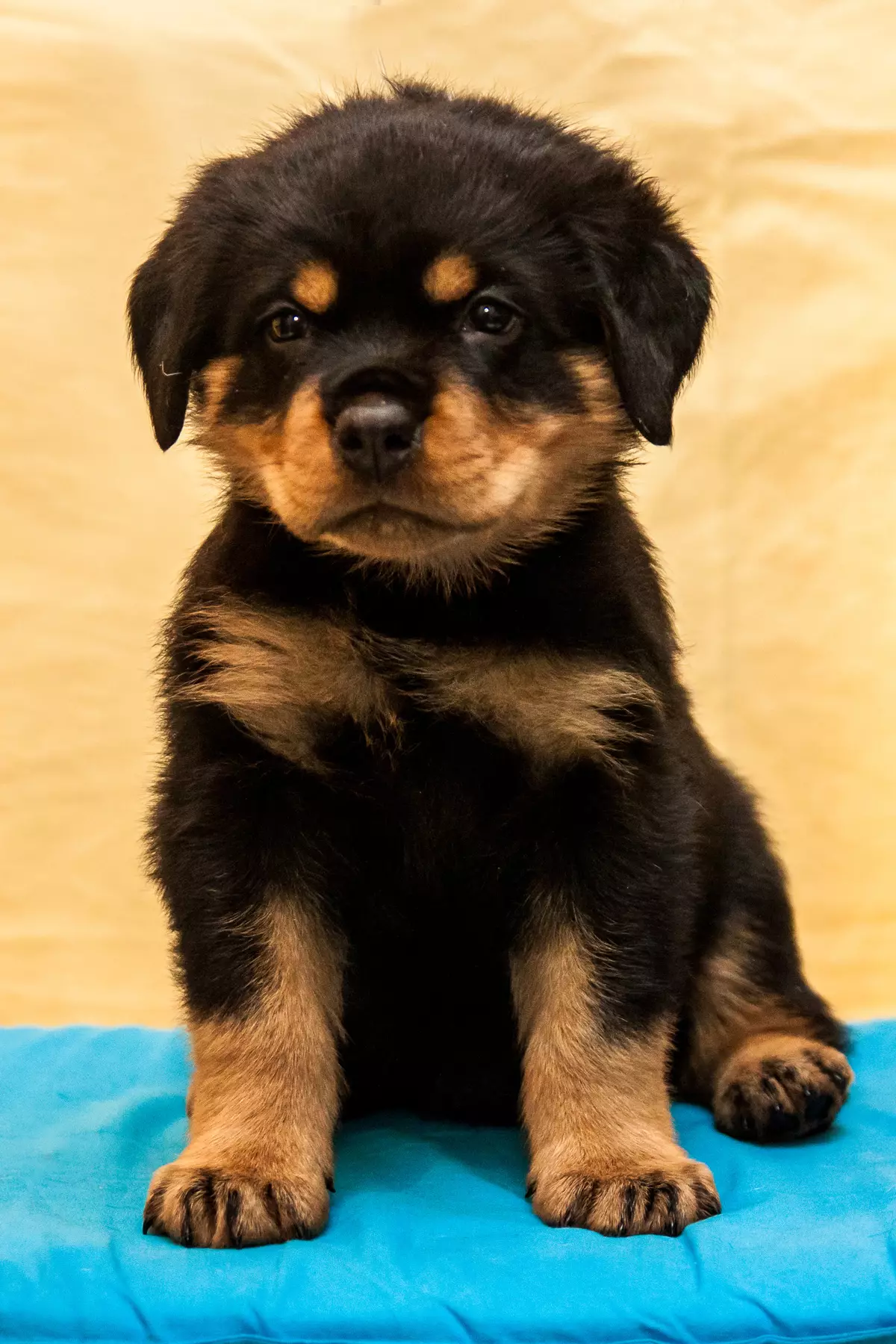 Fehér Rottweiler (13 fotók): Albino kutyák leírása, a tartalom szabályai 23163_7