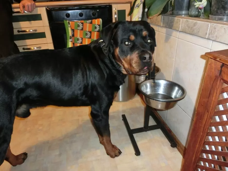 Peso e crecemento de Rottweiler: cantos cans adultos pesan? Mesa de crecemento de cachorro nas marchas por meses. Peso medio e máximo de Rottweiler 23164_11
