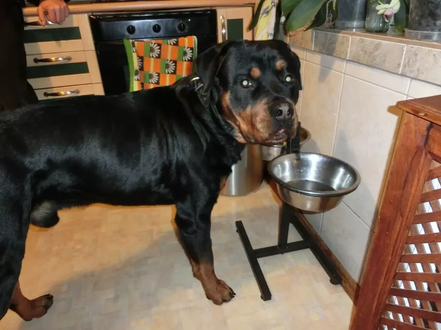 Gewig en groei van Rottweiler: Hoeveel volwasse honde weeg? Puppy groeistafel in die skof in maande. Middel- en maksimum gewig van Rottweiler 23164_11