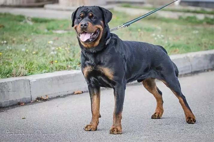 Peso e crecemento de Rottweiler: cantos cans adultos pesan? Mesa de crecemento de cachorro nas marchas por meses. Peso medio e máximo de Rottweiler 23164_13