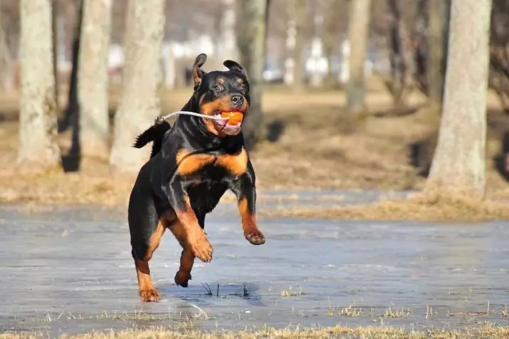 Hmotnost a růst Rottweiler: Kolik dospělých psů váží? Tabulka puppy v kohoutku v měsících. Střední a maximální hmotnost rotvajlera 23164_14