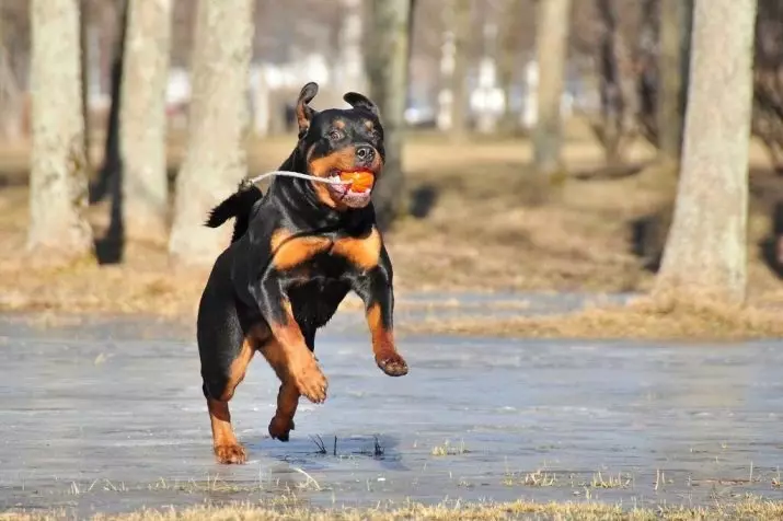 Poids et croissance de Rottweiler: Combien de chiens adultes pèsent? Table de croissance du chiot dans les garrotères de mois. Poids moyen et maximum de Rottweiler 23164_14