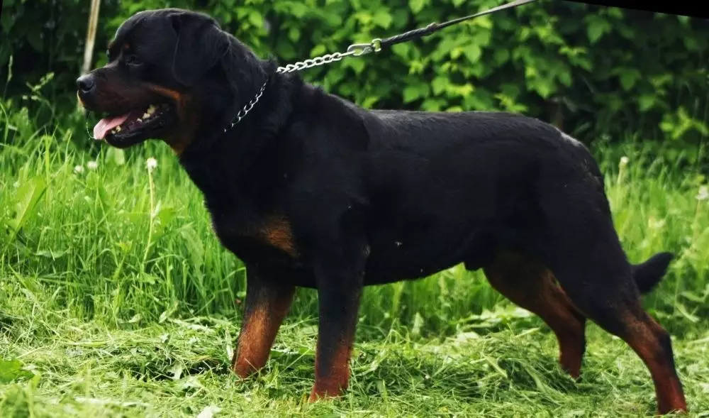 Hmotnost a růst Rottweiler: Kolik dospělých psů váží? Tabulka puppy v kohoutku v měsících. Střední a maximální hmotnost rotvajlera 23164_16