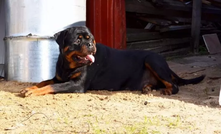 Hmotnosť a rast Rottweiler: Koľko dospelých psov váži? Šteňaný rastový stôl v kohútiku po mesiacoch. Stredná a maximálna hmotnosť Rottweiler 23164_19