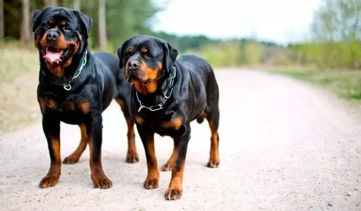 Peso e crecemento de Rottweiler: cantos cans adultos pesan? Mesa de crecemento de cachorro nas marchas por meses. Peso medio e máximo de Rottweiler 23164_2