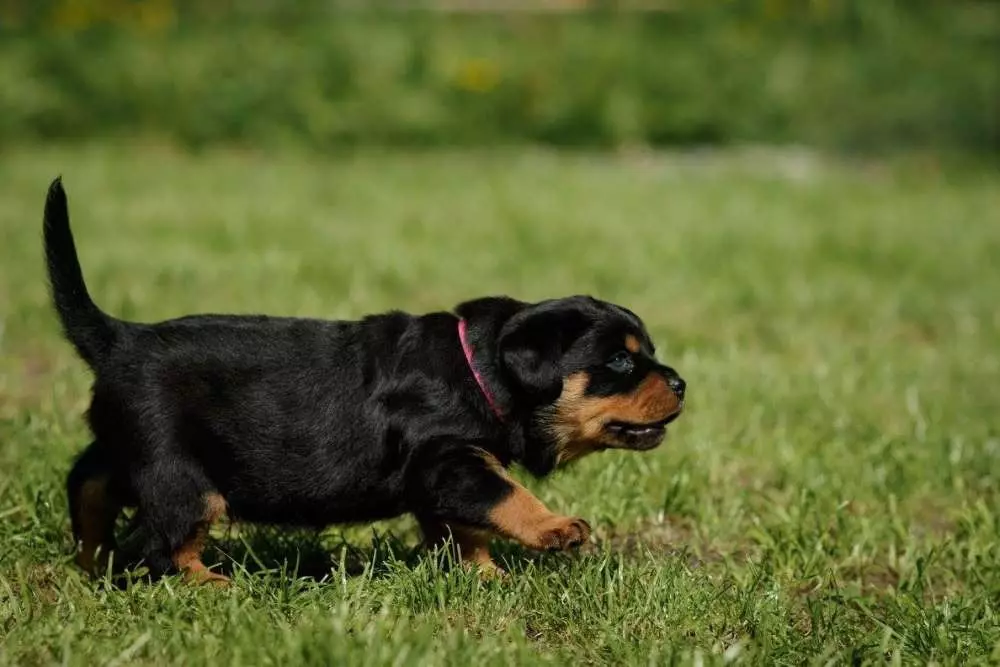 Hmotnosť a rast Rottweiler: Koľko dospelých psov váži? Šteňaný rastový stôl v kohútiku po mesiacoch. Stredná a maximálna hmotnosť Rottweiler 23164_21