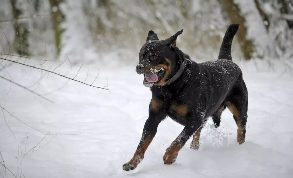 Gewig en groei van Rottweiler: Hoeveel volwasse honde weeg? Puppy groeistafel in die skof in maande. Middel- en maksimum gewig van Rottweiler 23164_22