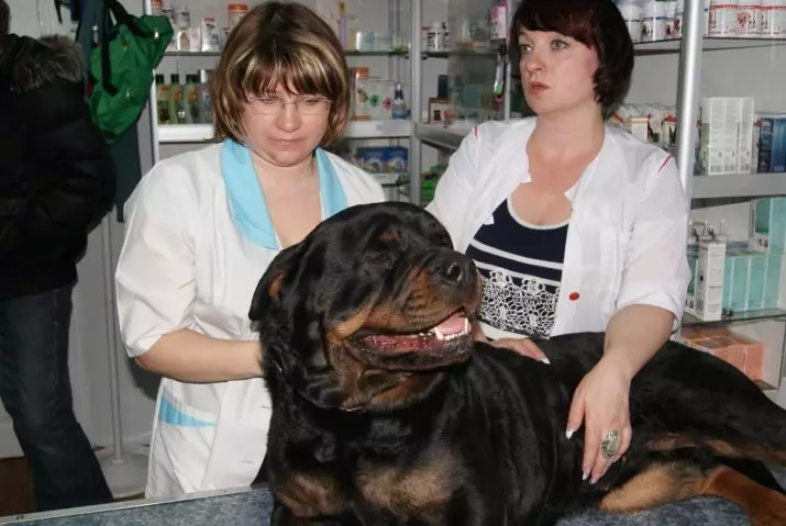 Hmotnost a růst Rottweiler: Kolik dospělých psů váží? Tabulka puppy v kohoutku v měsících. Střední a maximální hmotnost rotvajlera 23164_23