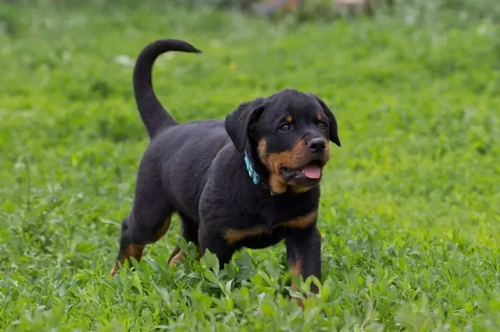 Gewig en groei van Rottweiler: Hoeveel volwasse honde weeg? Puppy groeistafel in die skof in maande. Middel- en maksimum gewig van Rottweiler 23164_6