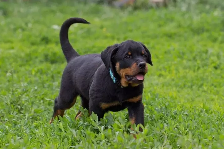 Mamafa ma le tuputupu aʻe o Rottweeler: E fia le mamafa o tagata matutua? Tamai maile o le maile laulau i le auupega i masina. Ogatotonu ma le maualuga o le mamafa o rottiweiler 23164_6