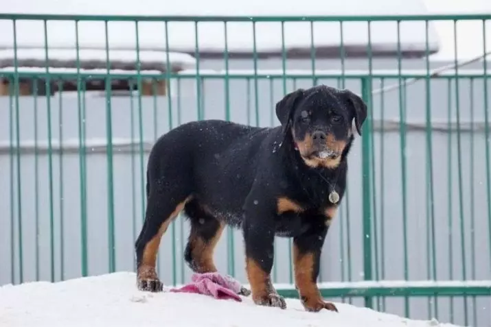 Gewig en groei van Rottweiler: Hoeveel volwasse honde weeg? Puppy groeistafel in die skof in maande. Middel- en maksimum gewig van Rottweiler 23164_7