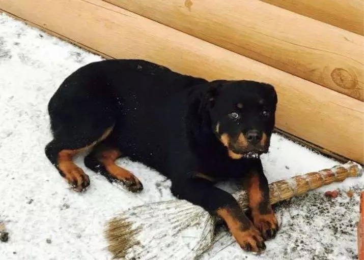 Gewig en groei van Rottweiler: Hoeveel volwasse honde weeg? Puppy groeistafel in die skof in maande. Middel- en maksimum gewig van Rottweiler 23164_8