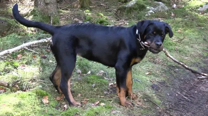 Poids et croissance de Rottweiler: Combien de chiens adultes pèsent? Table de croissance du chiot dans les garrotères de mois. Poids moyen et maximum de Rottweiler 23164_9