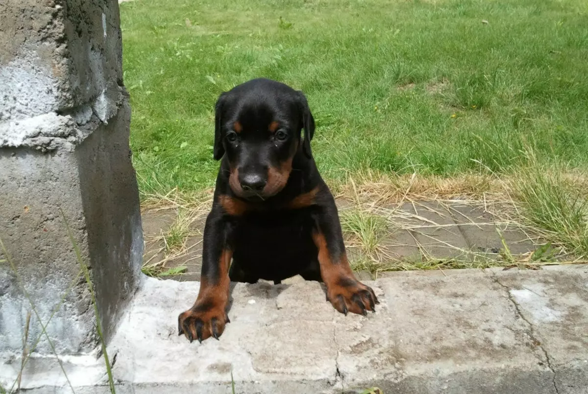 Doberman Training: Puppy Raising hjemme. Hvordan raskt utdanne ham i flere måneder? 23169_15