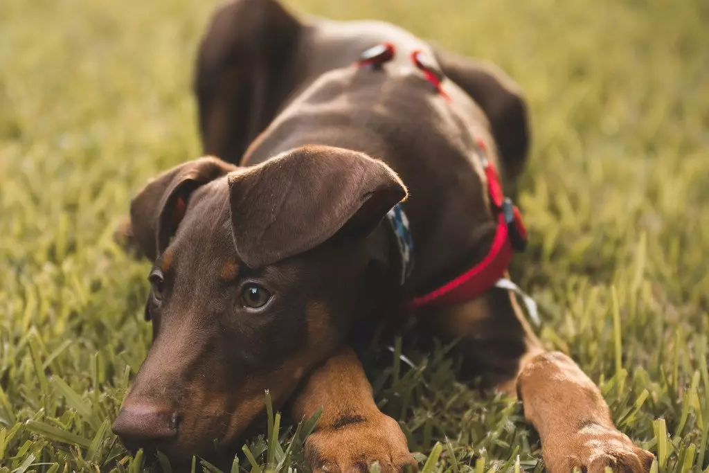 Formazione Doberman: cucciolo che solleva a casa. Come educarlo rapidamente per mesi? 23169_17