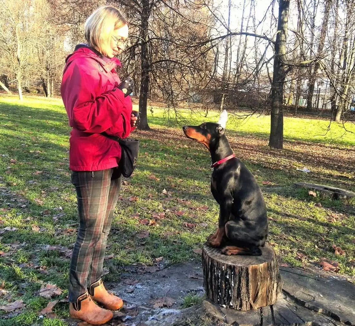 Doberman Training: Puppy ferheegjen thús. Hoe kinne jo him gau foar moannen opliede? 23169_20