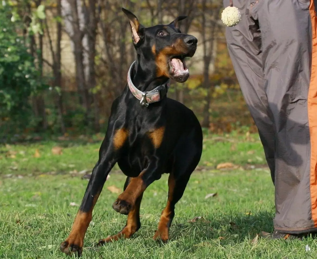 Doberman training: puppy verhogen thuis. Hoe hem snel maandenlang op te voeden? 23169_21