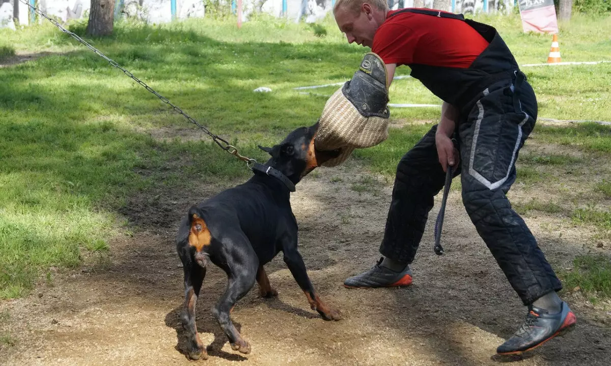 Doberman Training: Puppy Raising hjemme. Hvordan raskt utdanne ham i flere måneder? 23169_22