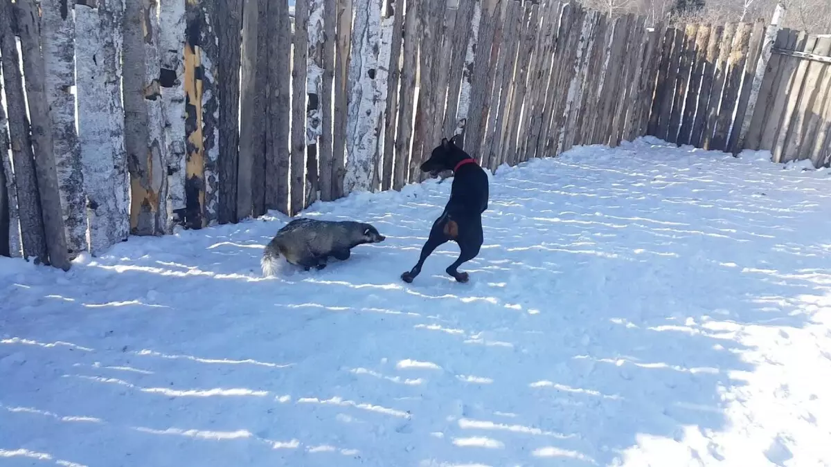 Doberman Training: Puppy Raising hjemme. Hvordan raskt utdanne ham i flere måneder? 23169_23