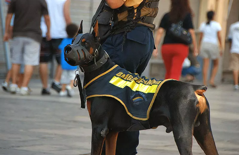 Pelatihan Doberman: Puppy membesarkan di rumah. Bagaimana cara mendidiknya dengan cepat selama berbulan-bulan? 23169_4