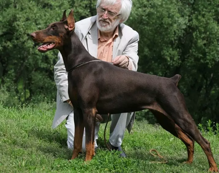 Doberman Training: Puppy Raising hjemme. Hvordan raskt utdanne ham i flere måneder? 23169_5