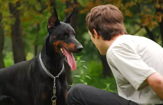 Doberman Training: Puppy ferheegjen thús. Hoe kinne jo him gau foar moannen opliede? 23169_6