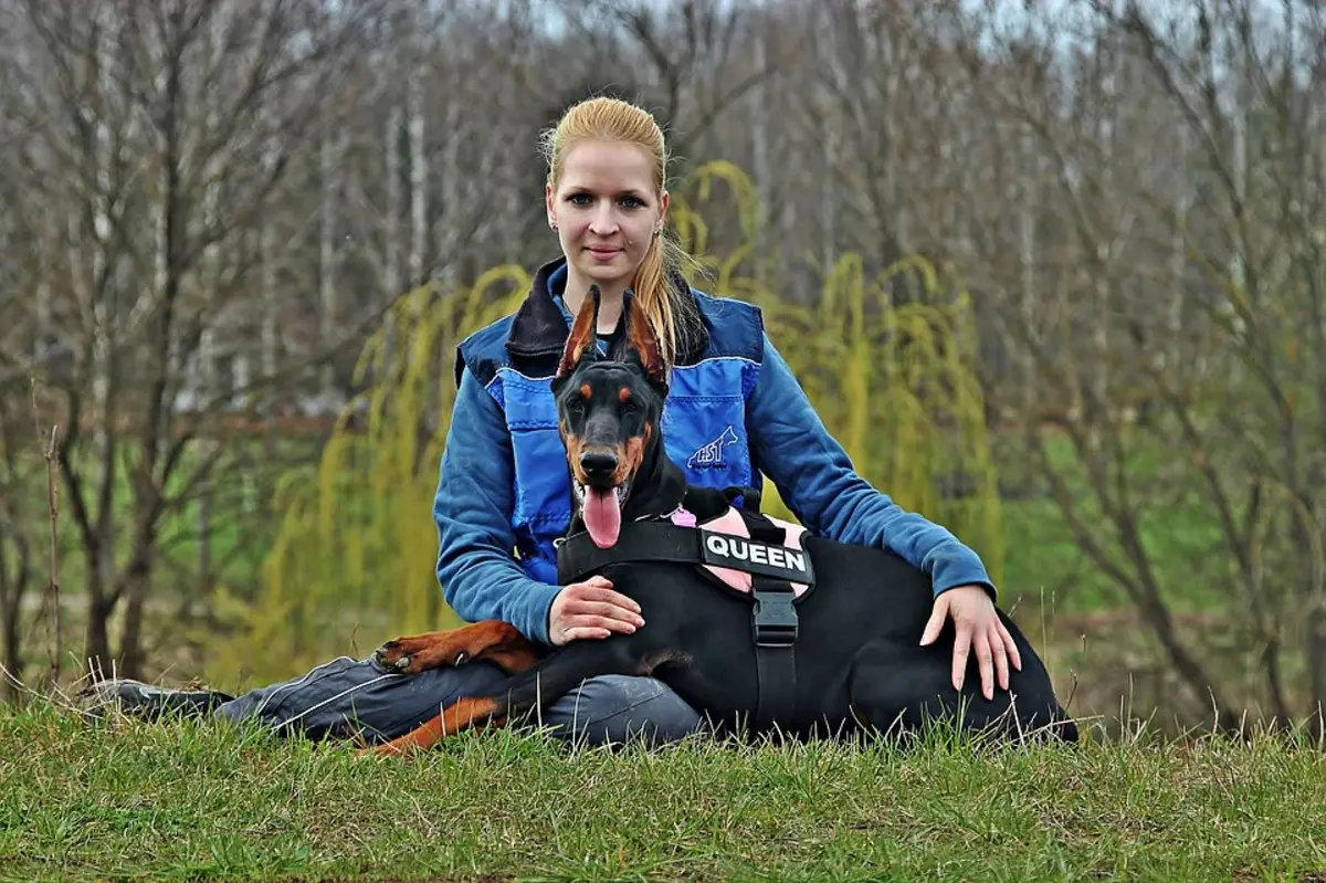 Doberman Training: Puppy Raising hjemme. Hvordan raskt utdanne ham i flere måneder? 23169_7