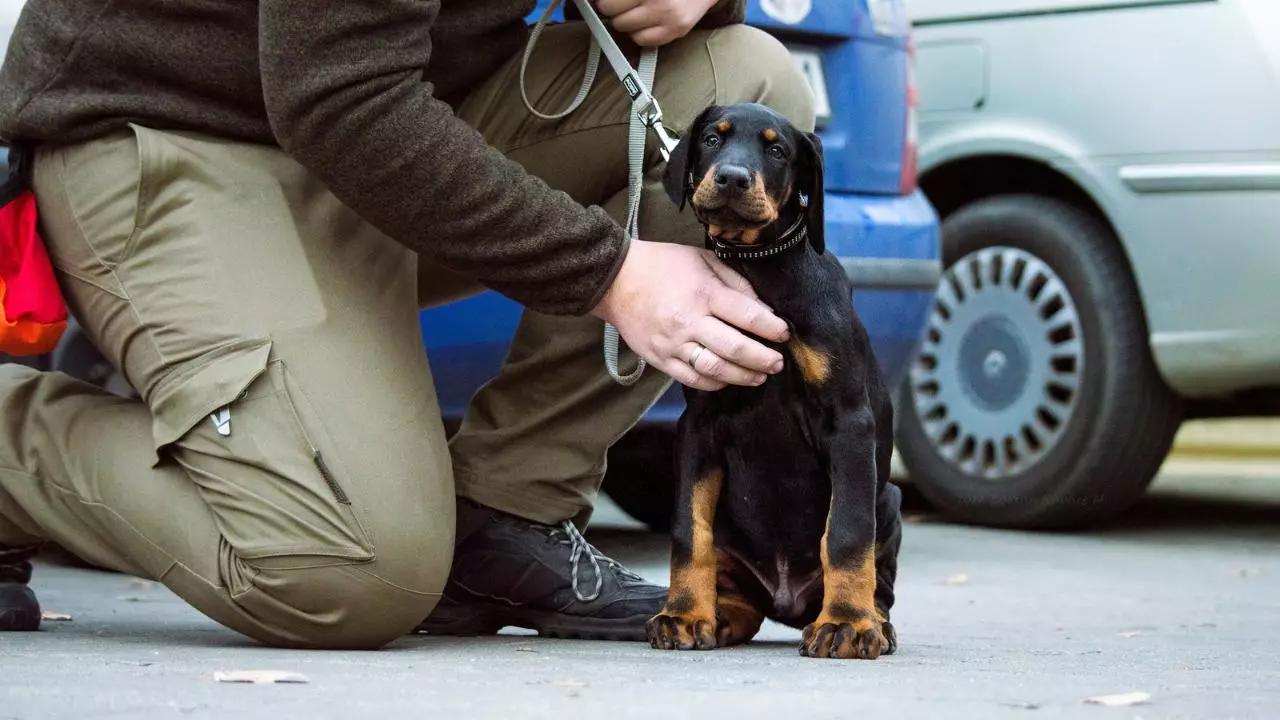 Doberman обука: кутре подигање дома. Како брзо да го едуцирате со месеци? 23169_9