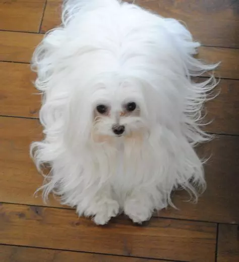 Plus kaj malavantaĝoj de la Breed Maltese Bolonjo: Karakterizaĵoj de hundoj, priskribo de ilia karaktero 23176_6