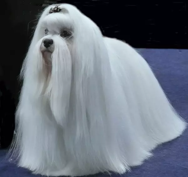 Pluses და Cons of Breed Maltese Bologna: მახასიათებლები ძაღლების, აღწერა მათი ხასიათი 23176_7