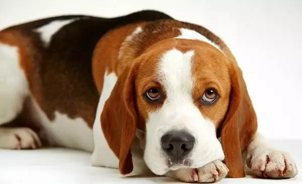 Beagle Sizes (19 wêne): Dirêjbûn di nav û giraniya kûçikek mezin de. Monthsiqas bi mehan re puppy heye? 23177_12
