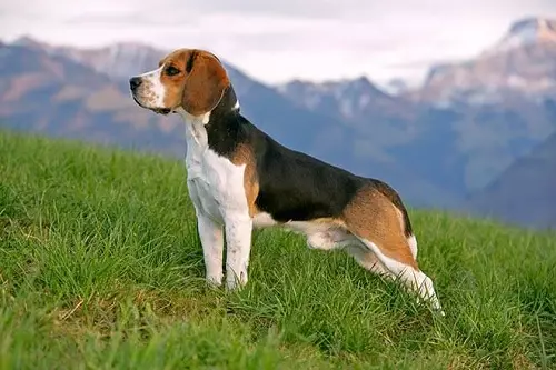Saiz Beagle (19 gambar): Ketinggian dalam layu dan berat anjing dewasa. Berapa banyak sebilangan anjing selama berbulan-bulan? 23177_13