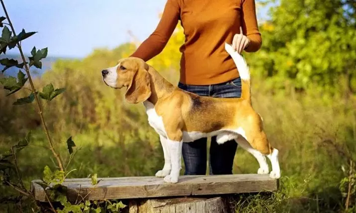 Beagle Sizes (19 wêne): Dirêjbûn di nav û giraniya kûçikek mezin de. Monthsiqas bi mehan re puppy heye? 23177_14