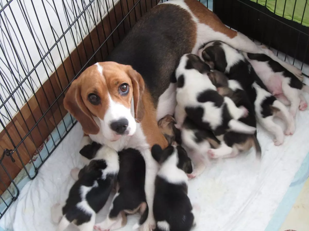 Beagle Sizes (19 wêne): Dirêjbûn di nav û giraniya kûçikek mezin de. Monthsiqas bi mehan re puppy heye? 23177_6