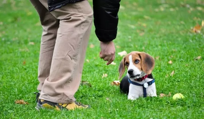 Beagle גורים ב 4 חודשים (14 תמונות): איך נראה כלב? משקלה. תכונות של תוכן 23180_11