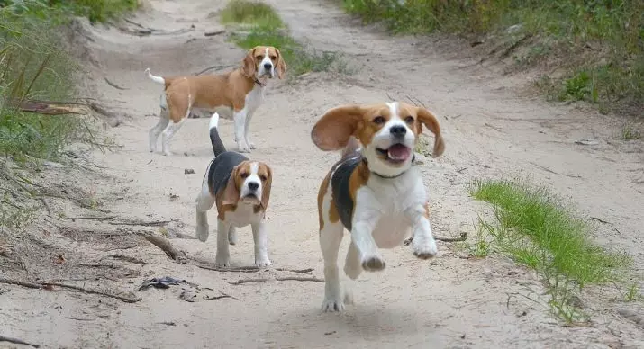 Beagle גורים ב 4 חודשים (14 תמונות): איך נראה כלב? משקלה. תכונות של תוכן 23180_12