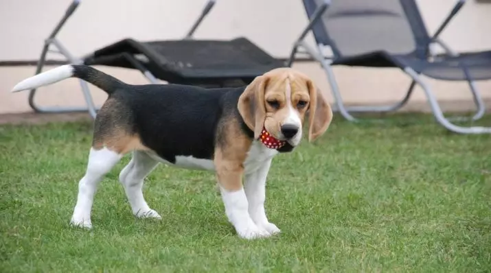 Beagle גורים ב 4 חודשים (14 תמונות): איך נראה כלב? משקלה. תכונות של תוכן 23180_2