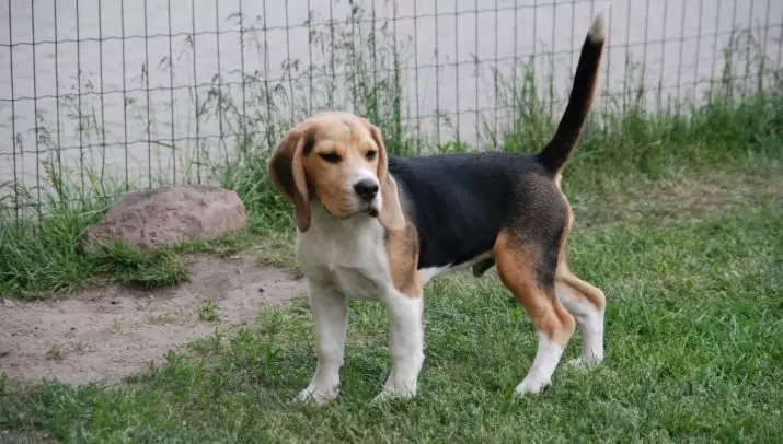 Beagle גורים ב 4 חודשים (14 תמונות): איך נראה כלב? משקלה. תכונות של תוכן 23180_3