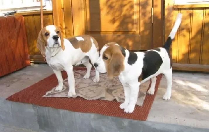 Beagle גורים ב 4 חודשים (14 תמונות): איך נראה כלב? משקלה. תכונות של תוכן 23180_4