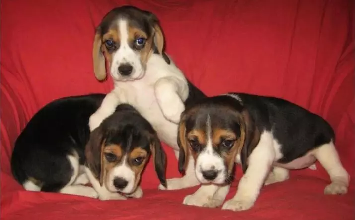 Beagle גורים ב 4 חודשים (14 תמונות): איך נראה כלב? משקלה. תכונות של תוכן 23180_5