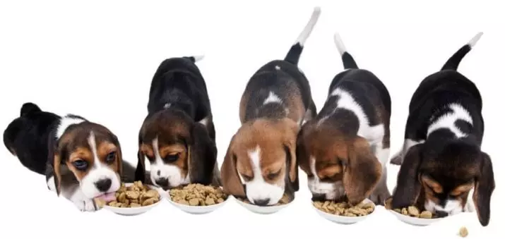 Beagle גורים ב 4 חודשים (14 תמונות): איך נראה כלב? משקלה. תכונות של תוכן 23180_7