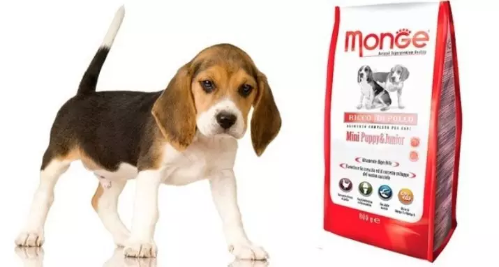 Beagle גורים ב 4 חודשים (14 תמונות): איך נראה כלב? משקלה. תכונות של תוכן 23180_8